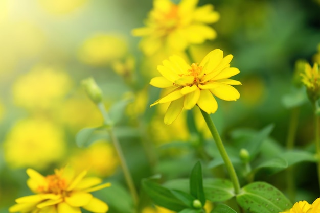 Yellow flowers on green nature background