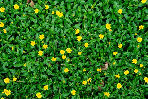 Yellow flowers on the ground