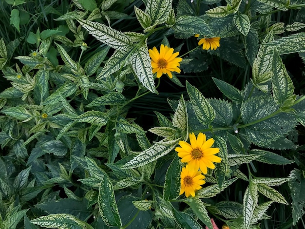 Yellow flowers of heliopsis plant in a garden