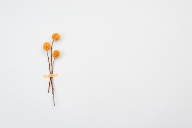 Yellow flowers isolated on yellow background