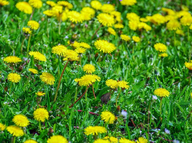 Yellow flowers on a meadow