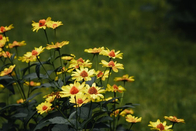 Yellow flowers and morning dew