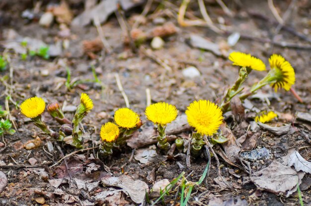 Yellow flowers mother and stepmother have blossomed in the spring