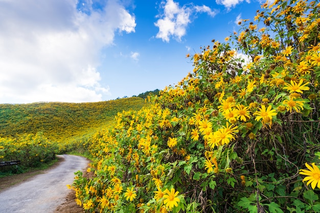 Yellow flowers on the mountain