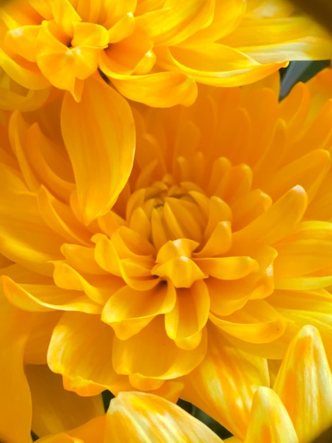 Yellow flowers petals closeup macro