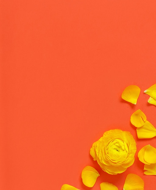 Yellow flowers and petals on a red top view