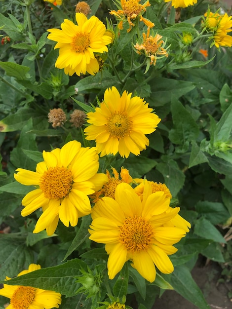 Yellow flowers photo