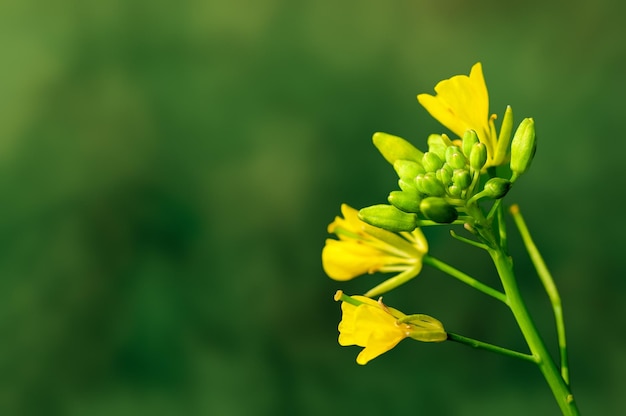 Yellow flowers on a plant