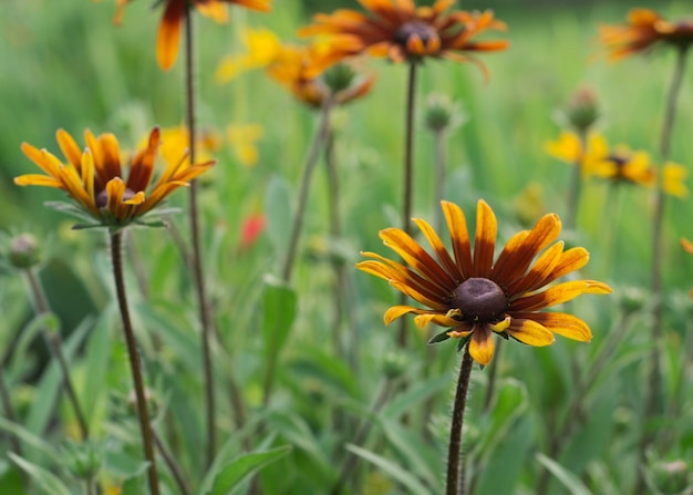 Yellow flowers of Rudbeckia hirta 2