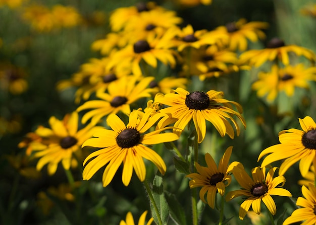 Yellow flowers of Rudbeckia hirta