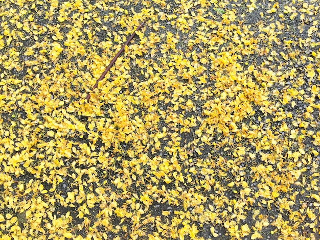 Yellow flowers sprinkled on asphalt road for background