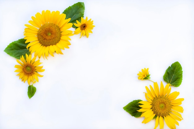 yellow flowers sunflowers arrangement flat lay postcard style