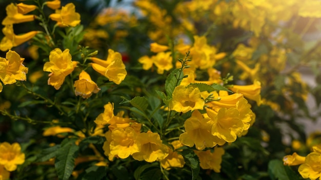 Yellow flowers surrounded by green foliage are then delighted