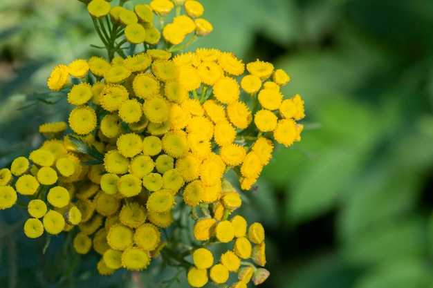 Yellow flowers of Tancy blooming in the summer Tansy Tanacetum vulgare is a perennial natural yellow floral summer background