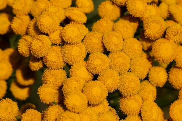 Yellow flowers of Tancy blooming in the summer Tansy Tanacetum vulgare is a perennial natural yellow floral summer background