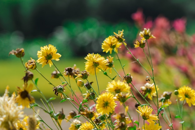 Yellow flowers that are blooming