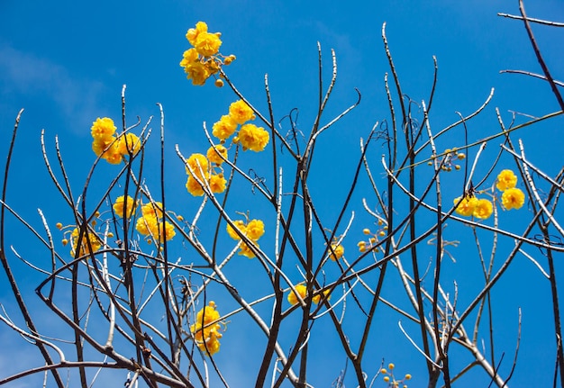 Yellow flowers that bloom brightly in the morning