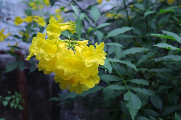 Yellow Flowers On The Tree Yellow elder Trumpetbush Trumpetflower Yellow trumpetflower