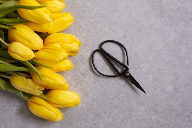 yellow flowers tulips and scissors top view