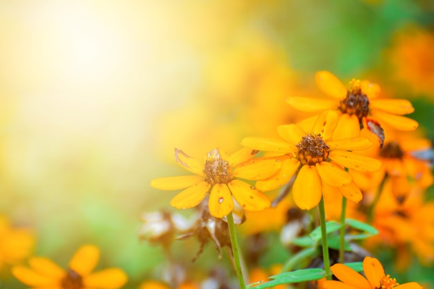 Yellow flowers with flare in the morning