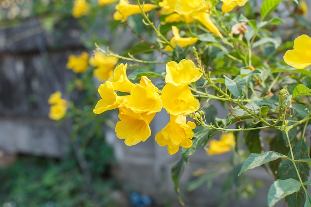 Yellow flowers