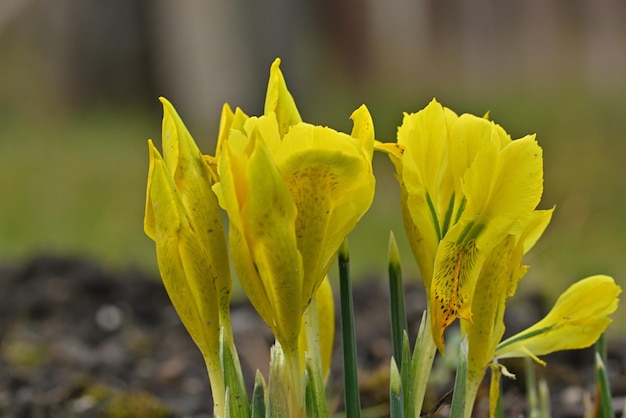 yellow flowers