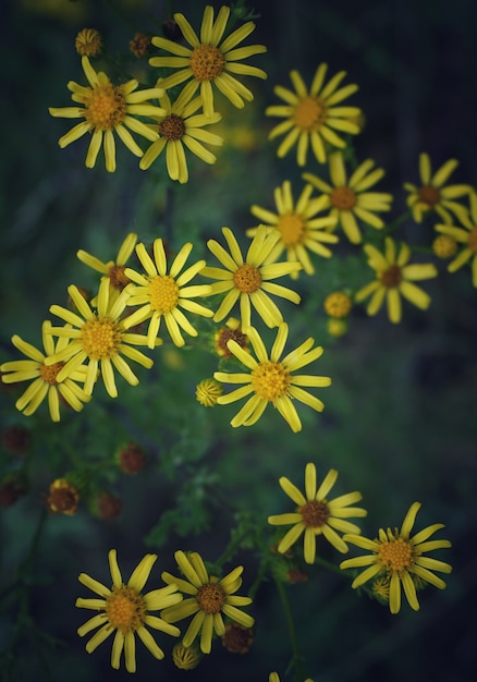 the yellow flowers