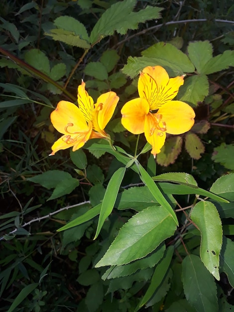 Photo yellow flowers