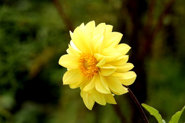 Yellow flowr