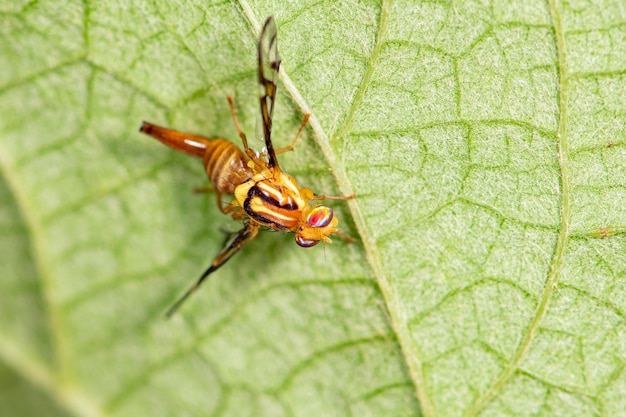 Yellow fly beautiful details and colors of a small yellow fly on a grape leaf selective focus