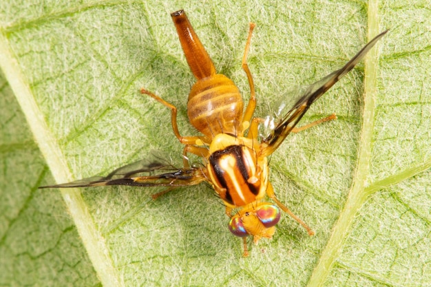 Yellow fly beautiful details and colors of a small yellow fly on a grape leaf selective focus