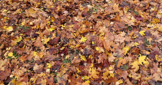 yellow foliage maple trees in autumn