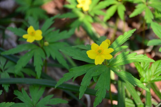 yellow forest flowers among green leaves in the shadow, close-up