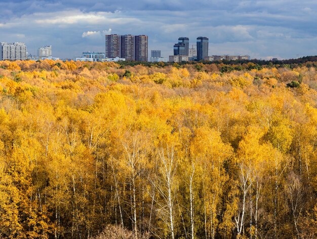 Yellow forest lit by sun modern highrise houses