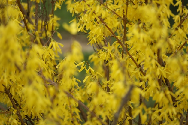 yellow forsythia blossom closeup spring garden macro photo