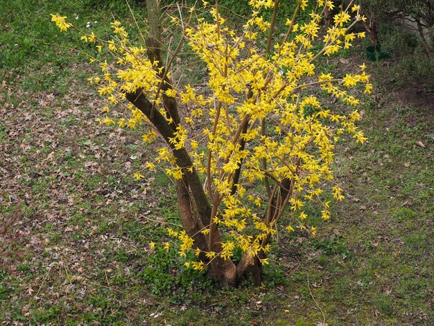 Photo yellow forsythia (forsythia x intermedia) flower