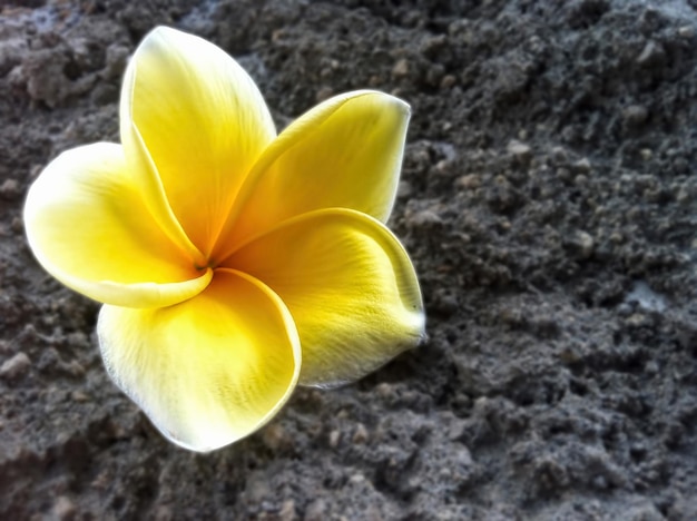 Yellow frangipani flowers on asphalt ground background