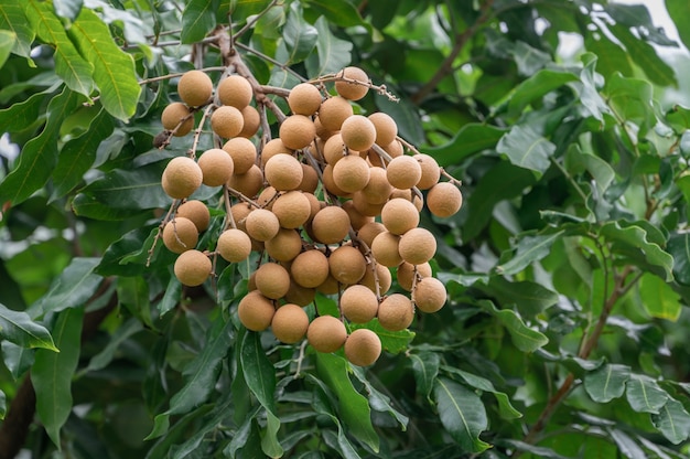 Yellow fresh longan on tree