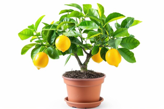 Photo yellow fruiting lemon tree in container isolated on white with green leaves