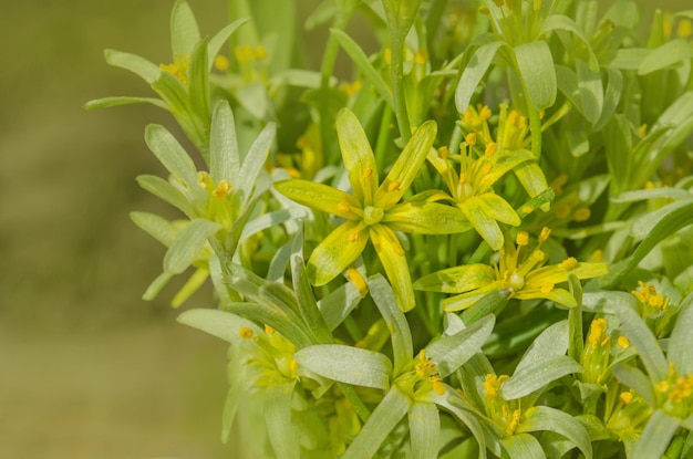 Photo yellow gagea lutea flower blossom yellow star of bethlehem