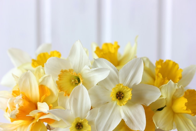 Yellow garden daffodils