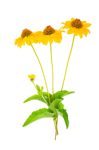 Yellow garden flowers isolated on white background. 