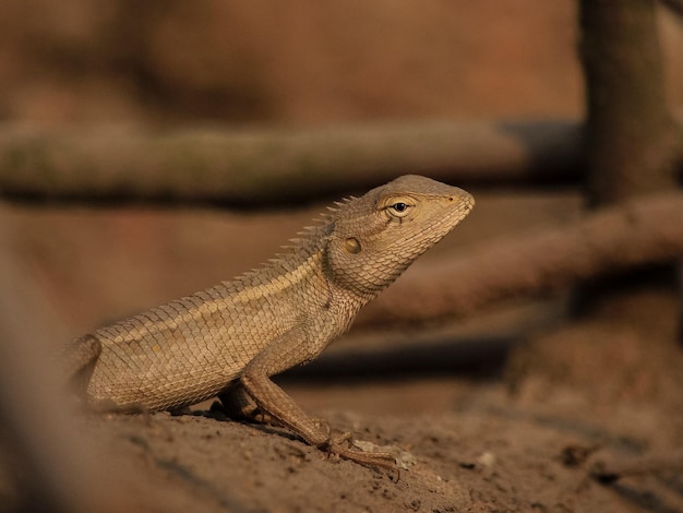 Yellow Garden Lizard or Indian Garden Lizard World Lizard Day