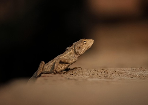 Yellow Garden Lizard or Indian Garden Lizard World Lizard Day