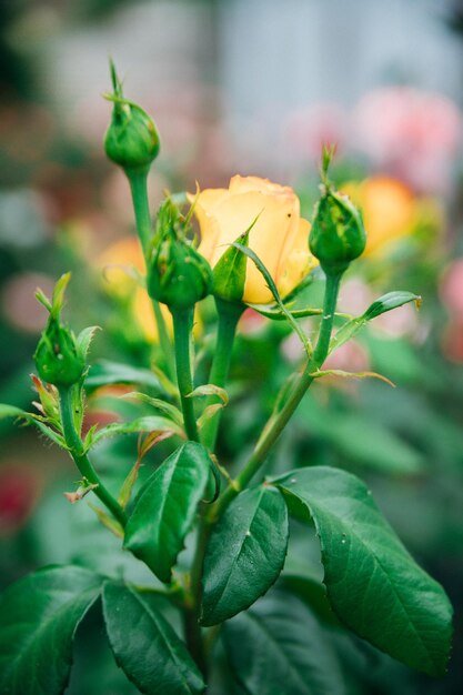 A yellow garden rose on a bush in a summer garden Juicy bright greenery blurred background Beauty is in nature Rosebuds