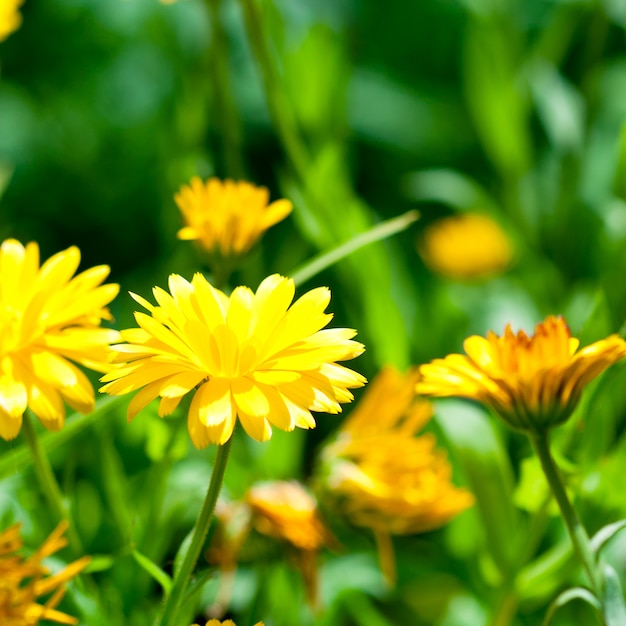 Yellow gerber flowers