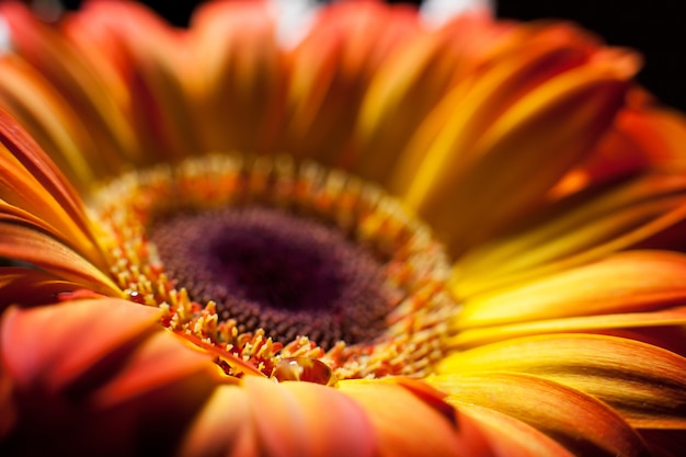 Yellow gerbera closeup with drops of dew.