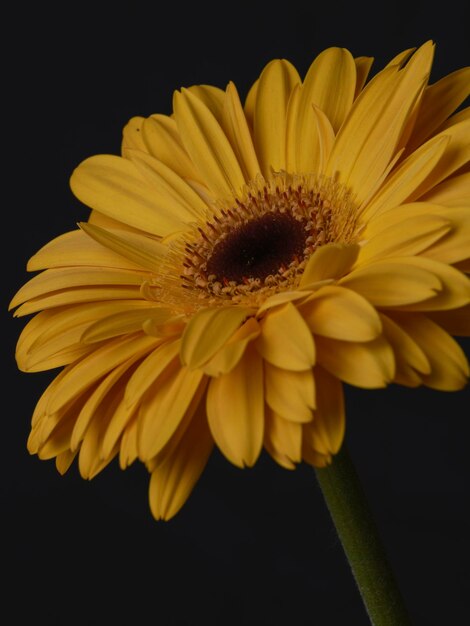 Yellow gerbera daisy flower isolated on black background