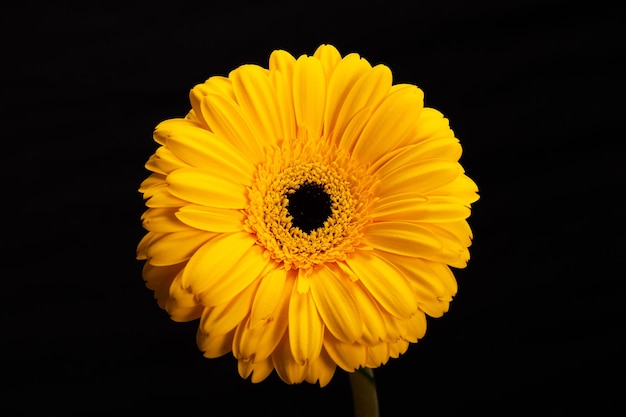 Yellow gerbera flower isolated on black background