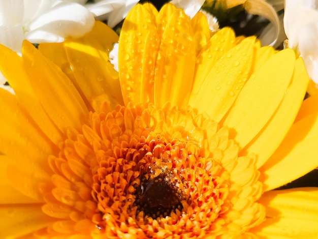 Yellow gerberaPastel colors wedding bouquet backgroundmany ChrysanthemumsFloral backgroundSelective focus Resale of flowers Bouquet as a gift sunny weather